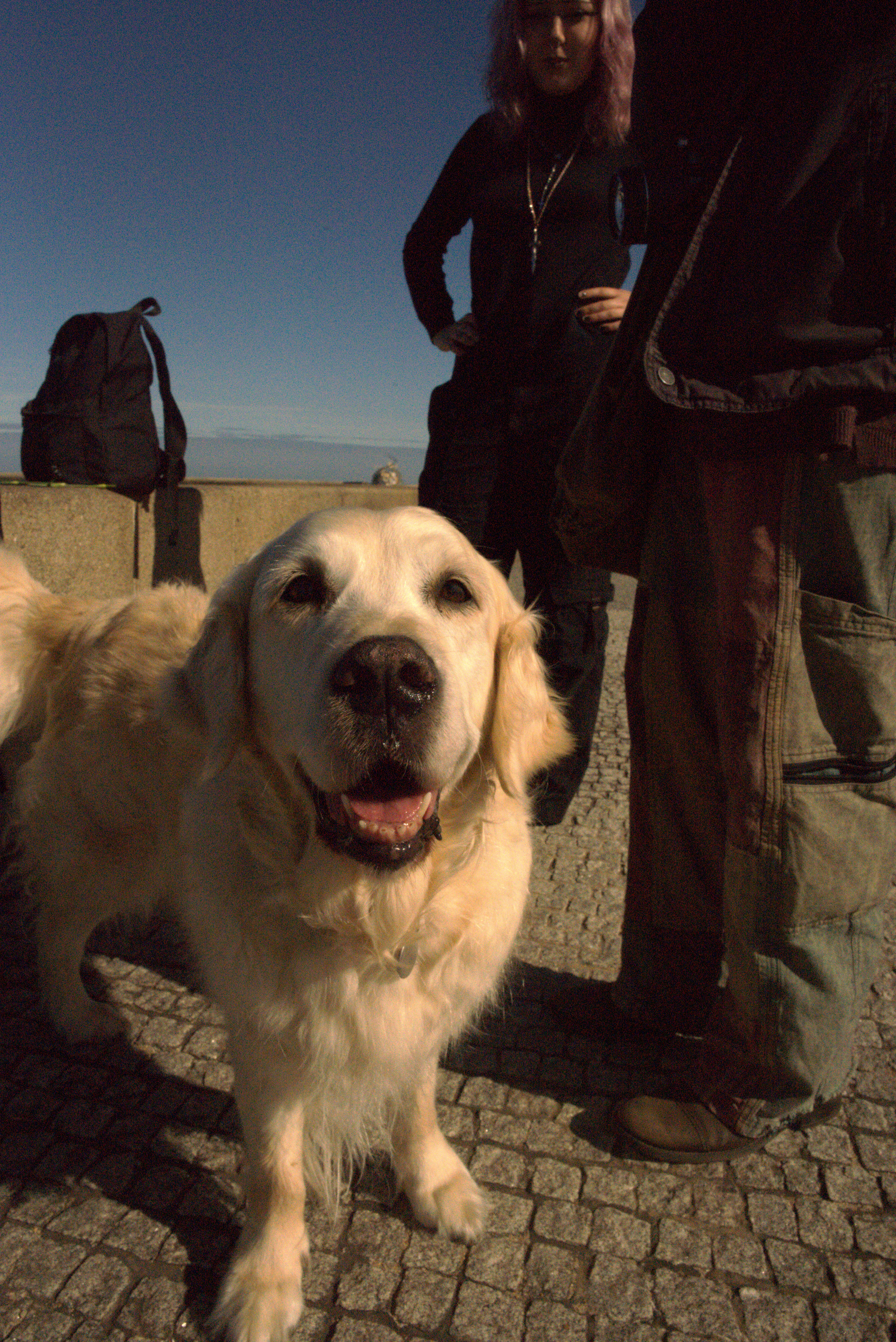 Cão de Esmoriz